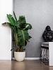 Grigio New Egg Pot 80 - Antique White - Plantruimte Ø68