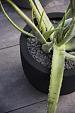 Argento New Egg Pot 36 - Black - Plantruimte Ø30