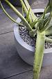 Argento New Egg Pot 36 - Natural Grey - Plantruimte Ø30