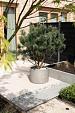 Grigio Cylinder 60 - Natural Concrete - Plantruimte Ø50