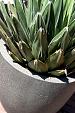 Grigio Egg Pot 32 - Natural Concrete - Plantruimte Ø28