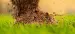 Limegreen Limefill 21,3kg