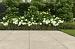 Cerasolid Pistoia 90x90x3 Bone Cross