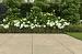 Cerasolid Pistoia 90x90x3 Honey Cross