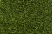 LimeGreen ONE DNA? - Orion 40mm