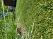 Royal Grass Aura 2m breed