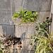 Schellevis Oudhollands Groenwand beplanting Grijs 100x20x20