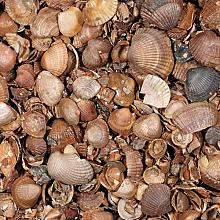 Schelpen (schoongewassen) (13,5 kg zak)