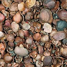 13,5 Ltr. Schelpen (schoongewassen)