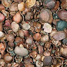Schelpen 3-20 mm