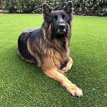 Royal Grass Silk 35 2m breed